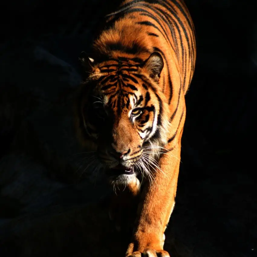 Tigre majestueux isolé sur un fond noir, mettant en lumière son pelage et son allure imposante