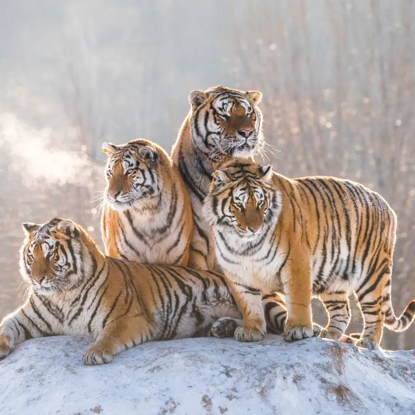 Quatre tigres en position de Yin et Yang sur fond de paysage chinois.