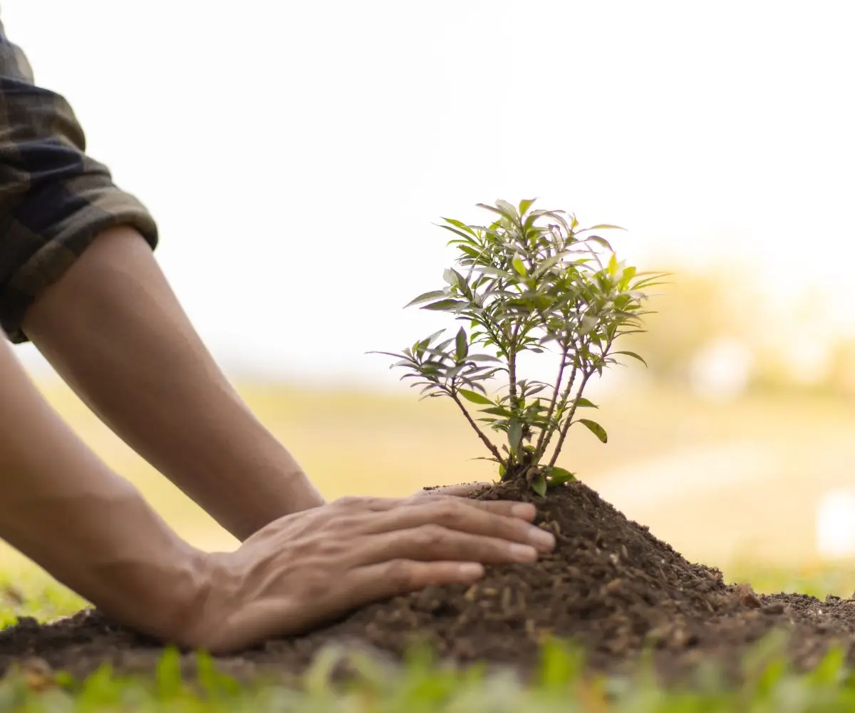 l'arbre de vie posé sur la terre avec des mains appaisantes